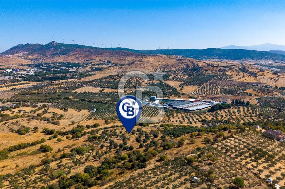 YENİFOÇA FEVZİ ÇAKMAK’TA 20.574 M2 ZEYTİN AĞAÇLI TARLA