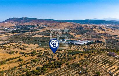 YENİFOÇA FEVZİ ÇAKMAK’TA 20.574 M2 ZEYTİN AĞAÇLI TARLA