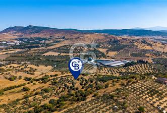 YENİFOÇA FEVZİ ÇAKMAK’TA 20.574 M2 ZEYTİN AĞAÇLI TARLA - 5 - 374182