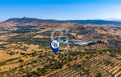 YENİFOÇA FEVZİ ÇAKMAK’TA 20.574 M2 ZEYTİN AĞAÇLI TARLA