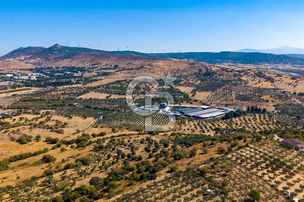 YENİFOÇA FEVZİ ÇAKMAK’TA 20.574 M2 ZEYTİN AĞAÇLI TARLA