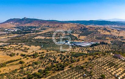 YENİFOÇA FEVZİ ÇAKMAK’TA 20.574 M2 ZEYTİN AĞAÇLI TARLA