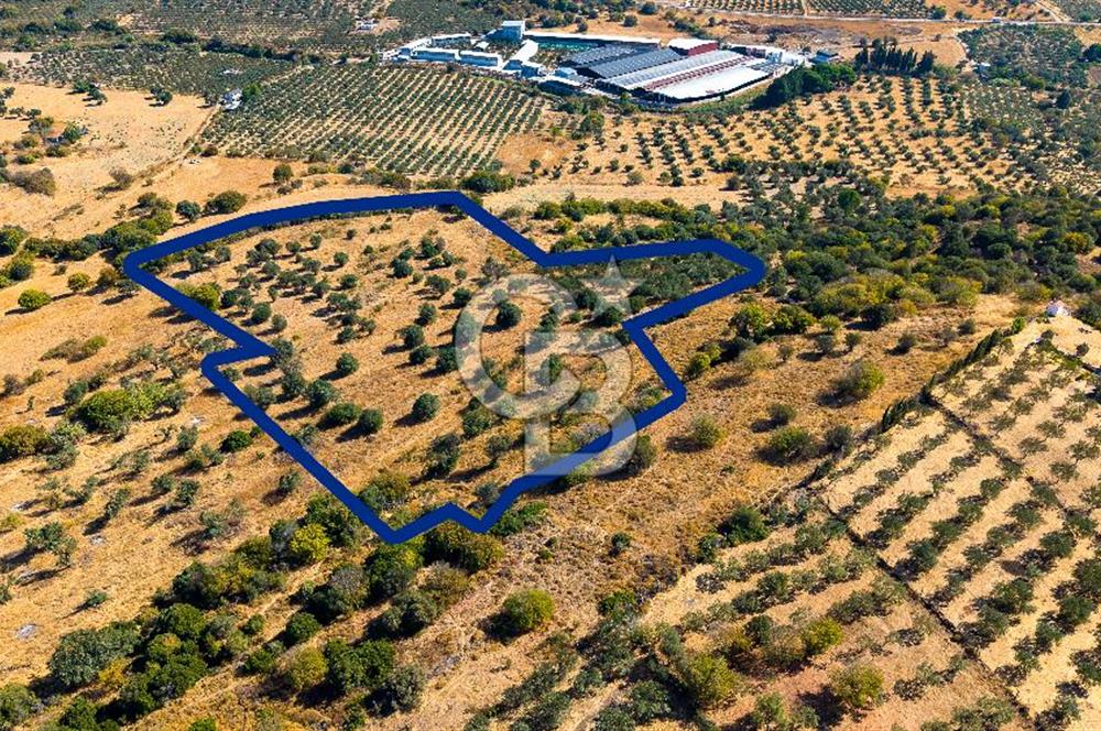 YENİFOÇA FEVZİ ÇAKMAK’TA 20.574 M2 ZEYTİN AĞAÇLI TARLA