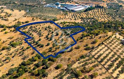 YENİFOÇA FEVZİ ÇAKMAK’TA 20.574 M2 ZEYTİN AĞAÇLI TARLA