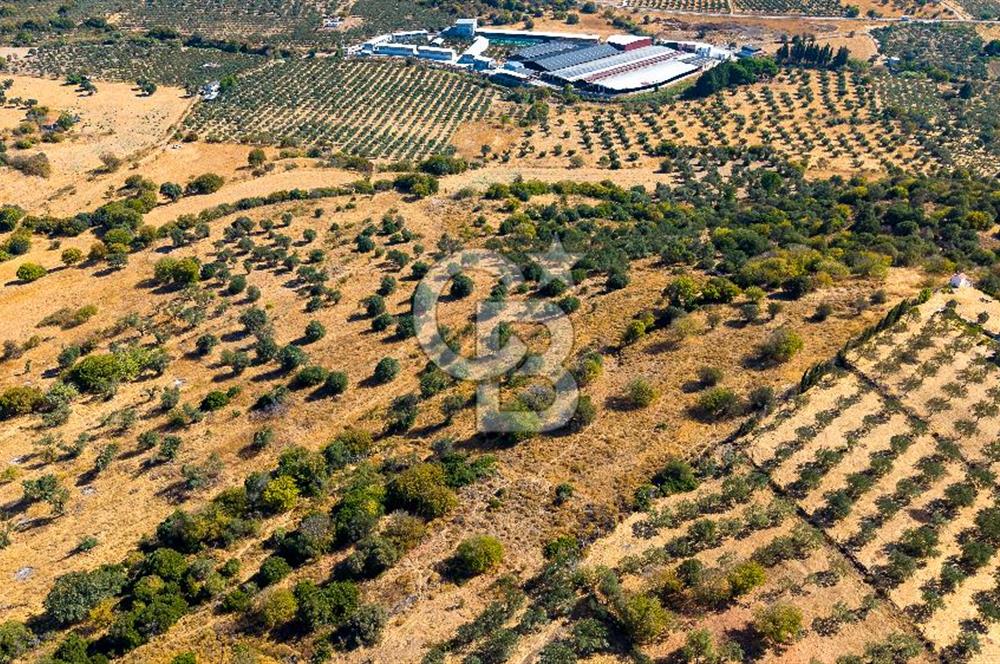 YENİFOÇA FEVZİ ÇAKMAK’TA 20.574 M2 ZEYTİN AĞAÇLI TARLA