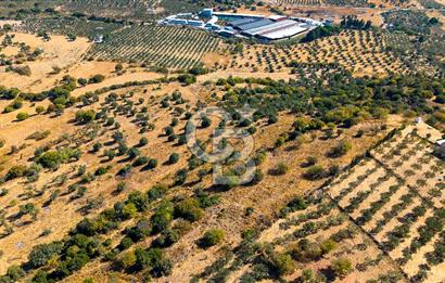 YENİFOÇA FEVZİ ÇAKMAK’TA 20.574 M2 ZEYTİN AĞAÇLI TARLA