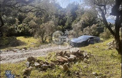 Milas Söğütçük köyün'de 1616 m2 tek parsel satılık zeytinlik