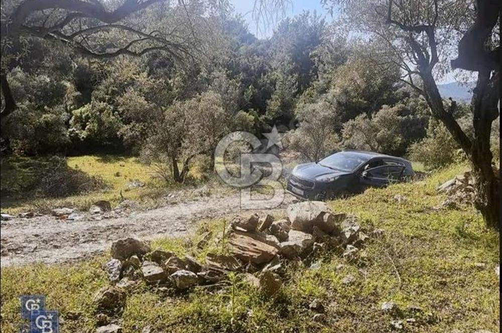 Milas Söğütçük köyün'de 1616 m2 tek parsel satılık zeytinlik