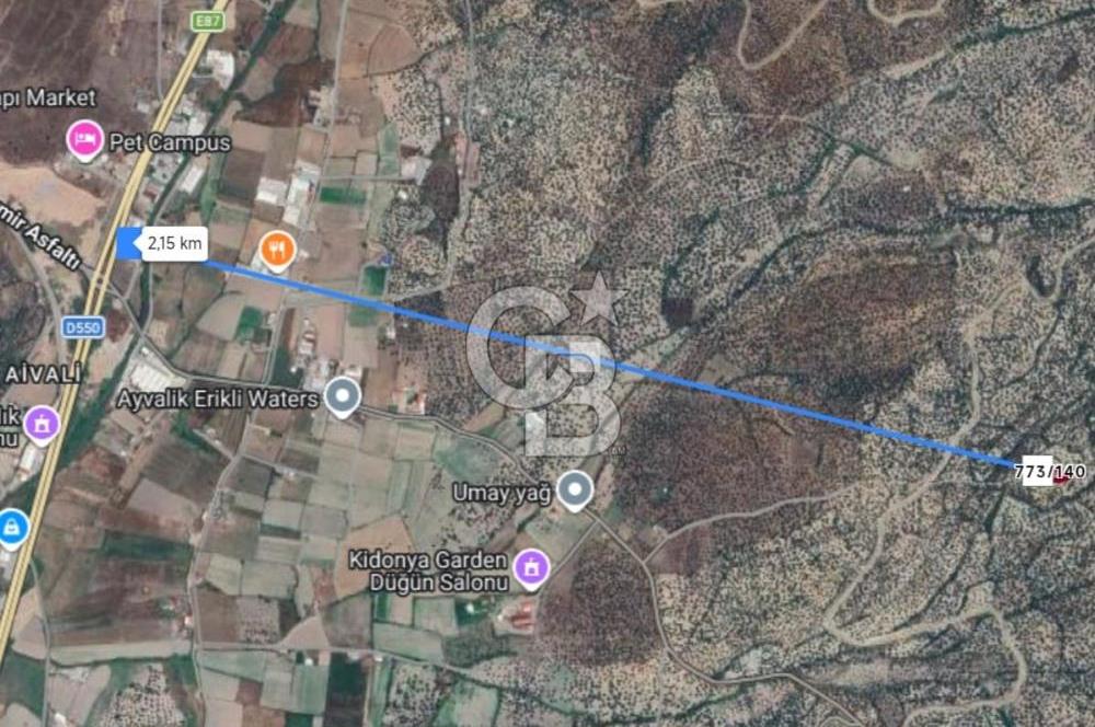 AYVALIK'TA DÜZ KONUMLU, KOLAY ULAŞIMLI SATILIK ZEYTİNLİK