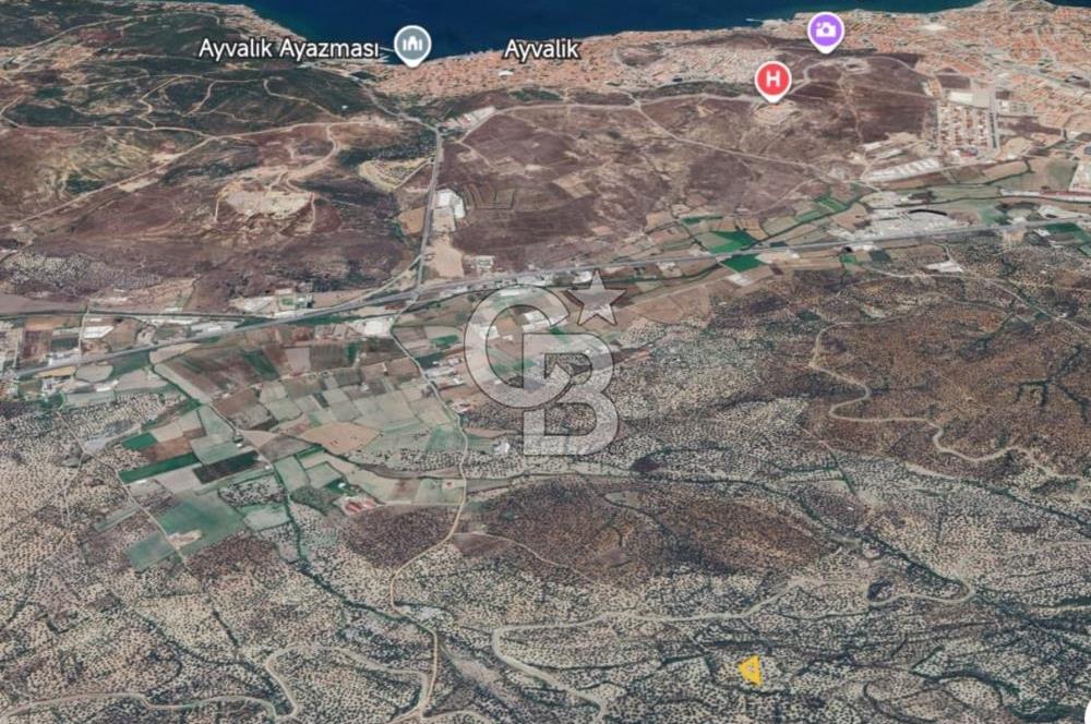 AYVALIK'TA DÜZ KONUMLU, KOLAY ULAŞIMLI SATILIK ZEYTİNLİK