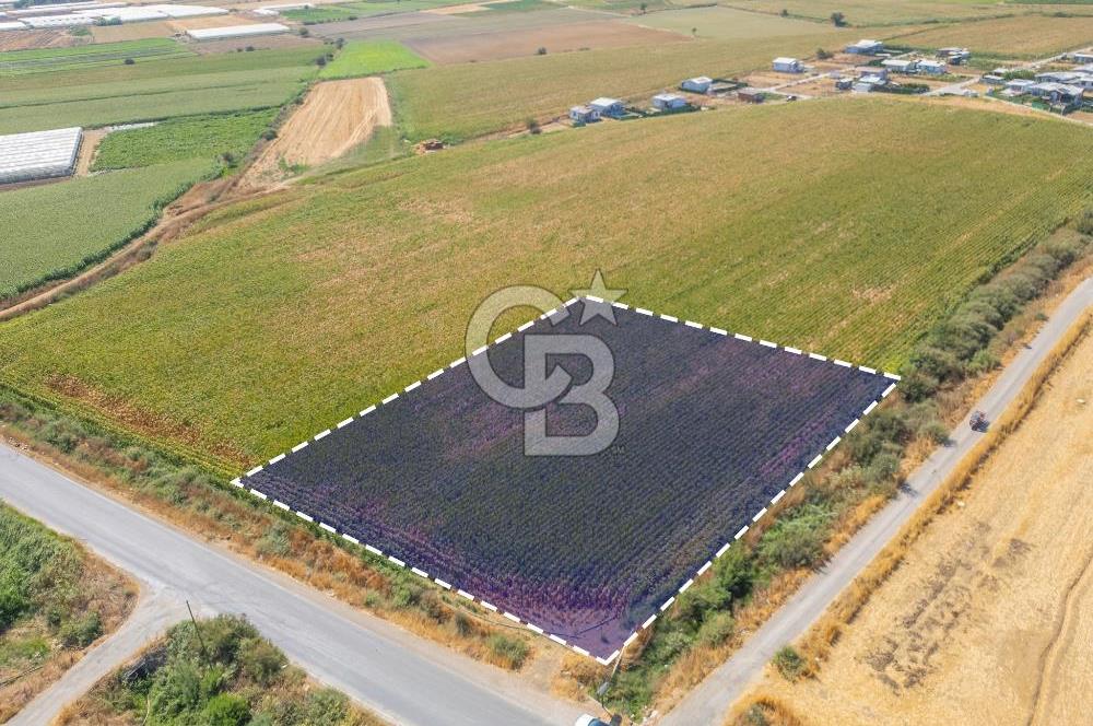 MENDERES SANCAKLI'DA ANA YOLA CEPHELİ SATILIK TARLA