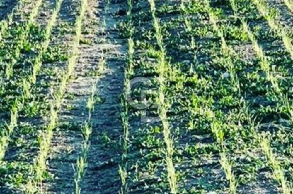 HİRFANLI BARAJI YAKINI | 122 DÖNÜM | YOLU AÇIK VERİMLİ TARIM ARA