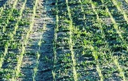 HİRFANLI BARAJI YAKINI | 122 DÖNÜM | YOLU AÇIK VERİMLİ TARIM ARA