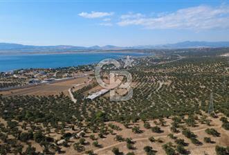 Aliağa Aşağışakran müstakil tapulu zeytinlik - 3 - 374503