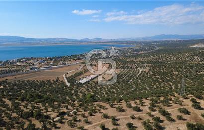 Aliağa Aşağışakran müstakil tapulu zeytinlik
