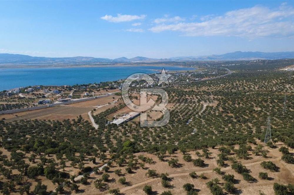 Aliağa Aşağışakran müstakil tapulu zeytinlik