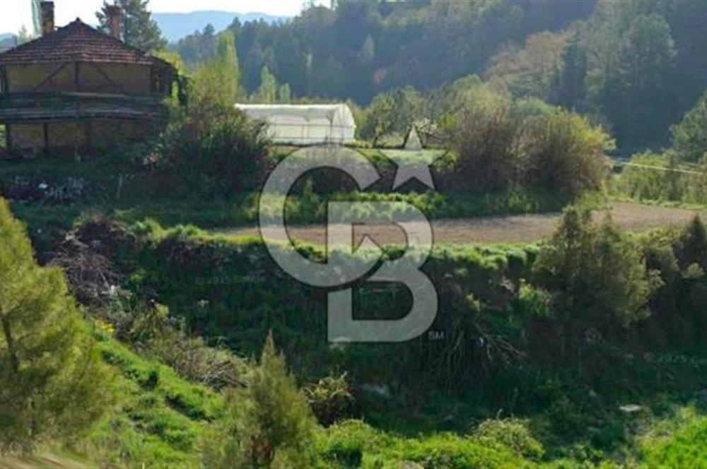 Denizli Çameli Sarıkavakta 13 Dönüm Taş Evli Fırsat Özel Mülk