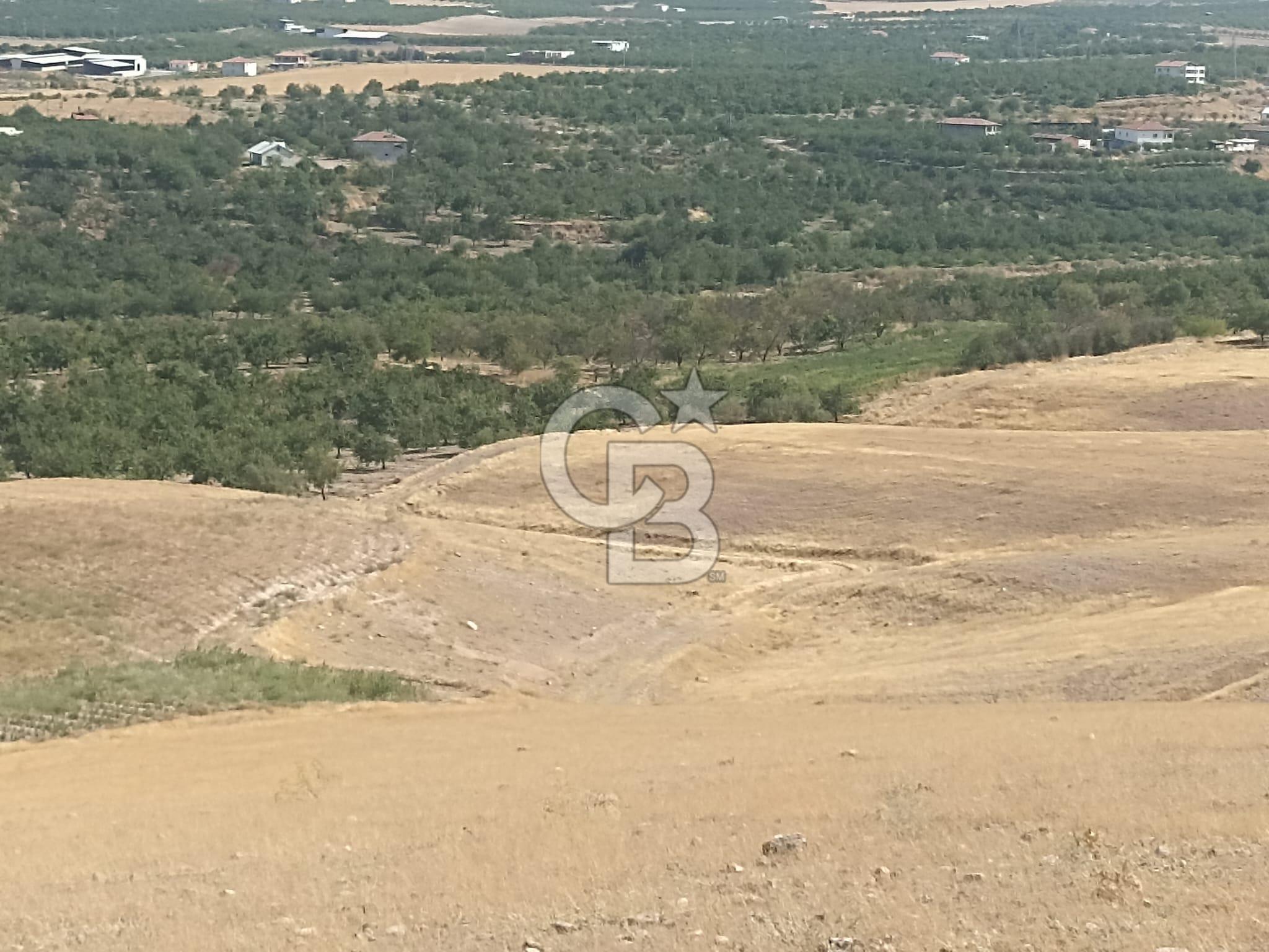 COLDWEEL BANKER SAFİR'den YARIMCAHAN da 6556 m² SATILIK TARLA