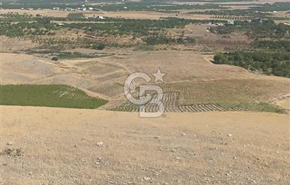 COLDWEEL BANKER SAFİR'den YARIMCAHAN da 6556 m² SATILIK TARLA