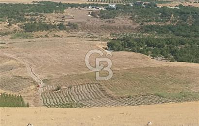 COLDWEEL BANKER SAFİR'den YARIMCAHAN da 6556 m² SATILIK TARLA