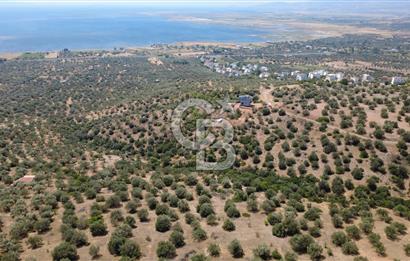 BERGAMA ZEYTİNDAĞDA DENİZ MANZARALI 15/30 İMARLI ARSA