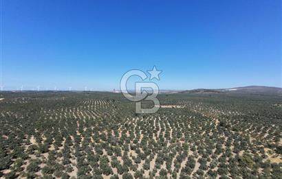 ÇANAKKALE MECİDİYE BOZKÖY DE SATILIK ZEYTİN BAHÇESİ 