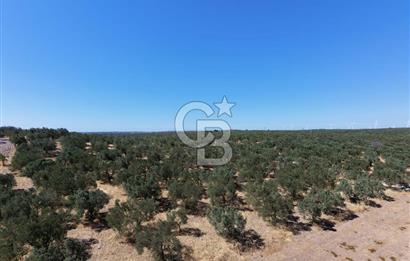 ÇANAKKALE MECİDİYE BOZKÖY DE SATILIK ZEYTİN BAHÇESİ 