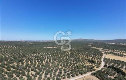 ÇANAKKALE MECİDİYE BOZKÖY DE SATILIK ZEYTİN BAHÇESİ 