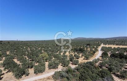 ÇANAKKALE MECİDİYE BOZKÖY DE SATILIK ZEYTİN BAHÇESİ 
