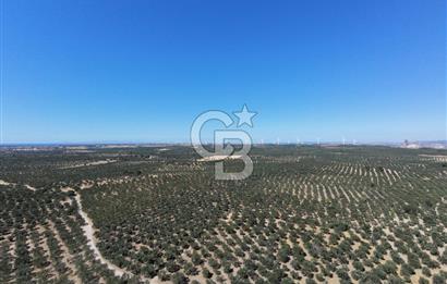 ÇANAKKALE MECİDİYE BOZKÖY DE SATILIK ZEYTİN BAHÇESİ 