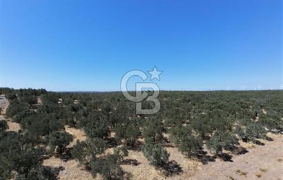 ÇANAKKALE MECİDİYE BOZKÖY DE SATILIK ZEYTİN BAHÇESİ 