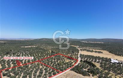 ÇANAKKALE MECİDİYE BOZKÖY DE SATILIK ZEYTİN BAHÇESİ 
