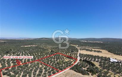 ÇANAKKALE MECİDİYE BOZKÖY DE SATILIK ZEYTİN BAHÇESİ 
