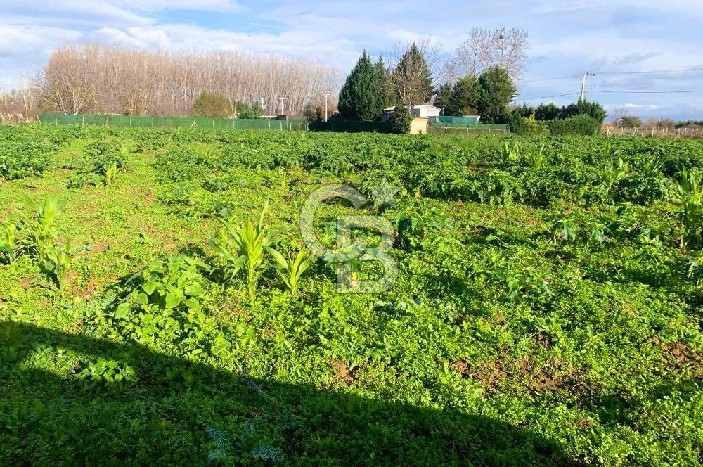edirne kırkağaç yol kenarı 4.700 m2 tarla