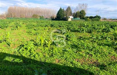 edirne kırkağaç yol kenarı 4.700 m2 tarla