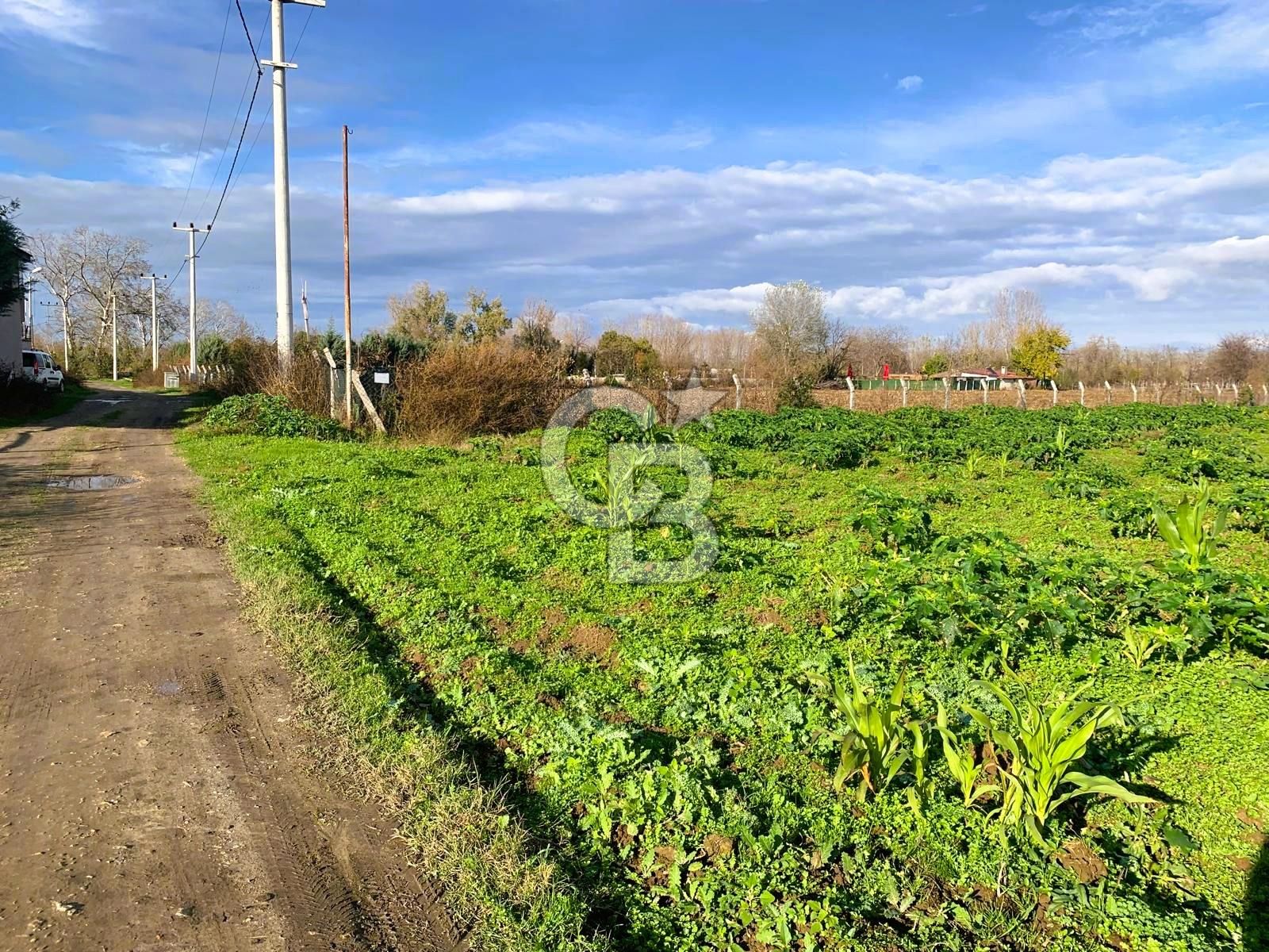 edirne kırkağaç yol kenarı 4.700 m2 tarla