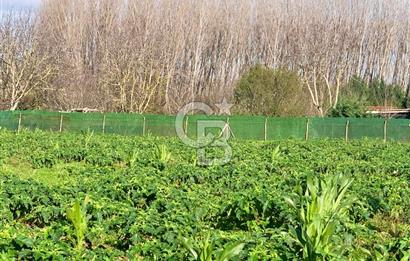 edirne kırkağaç yol kenarı 4.700 m2 tarla