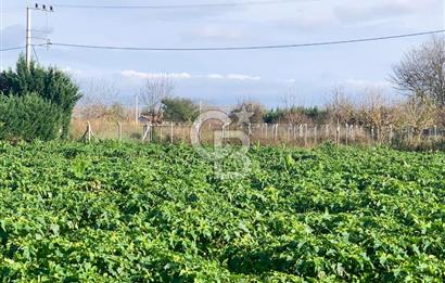 edirne kırkağaç yol kenarı 4.700 m2 tarla