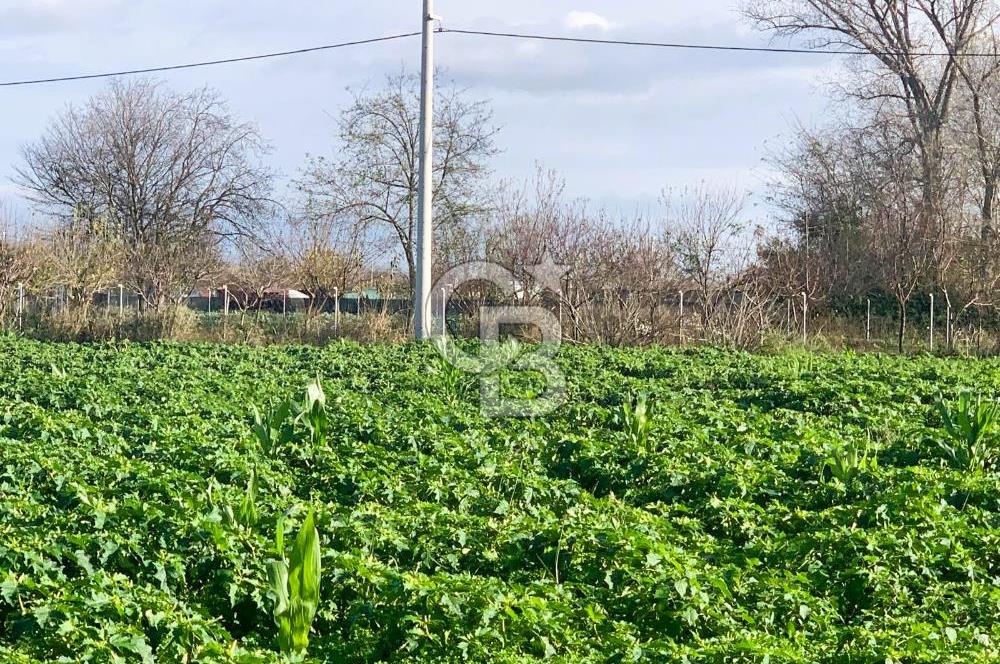 edirne kırkağaç yol kenarı 4.700 m2 tarla