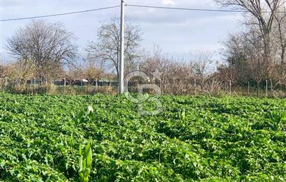 edirne kırkağaç yol kenarı 4.700 m2 tarla