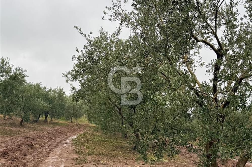 Bandırma Şirinçavuş'ta Deniz Manzaralı Satılık Zeytinlik