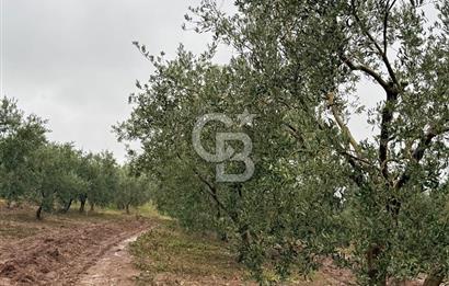 Bandırma Şirinçavuş'ta Deniz Manzaralı Satılık Zeytinlik
