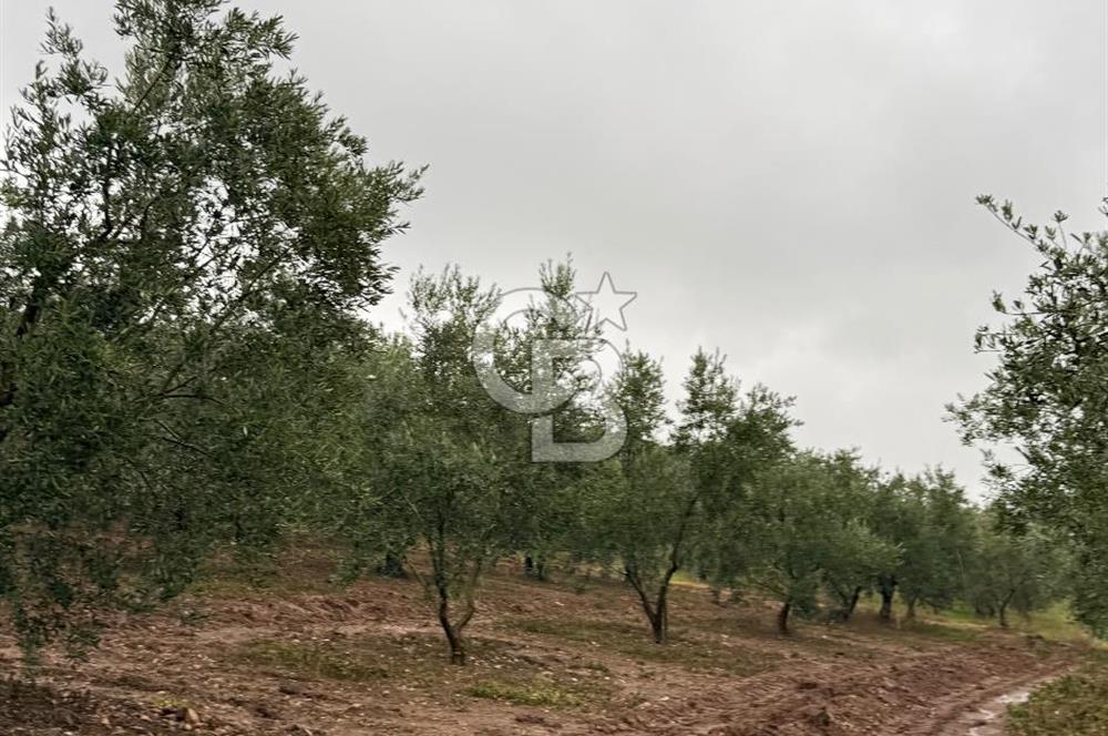 Bandırma Şirinçavuş'ta Deniz Manzaralı Satılık Zeytinlik