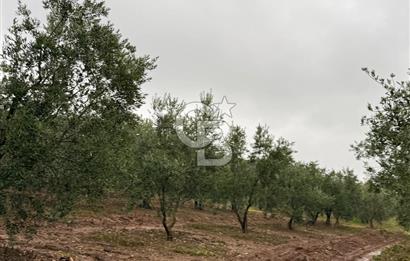 Bandırma Şirinçavuş'ta Deniz Manzaralı Satılık Zeytinlik