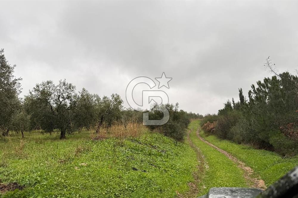 Bandırma Şirinçavuş'ta Deniz Manzaralı Satılık Zeytinlik