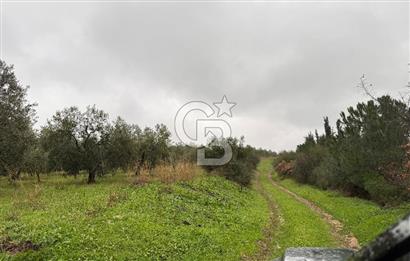Bandırma Şirinçavuş'ta Deniz Manzaralı Satılık Zeytinlik