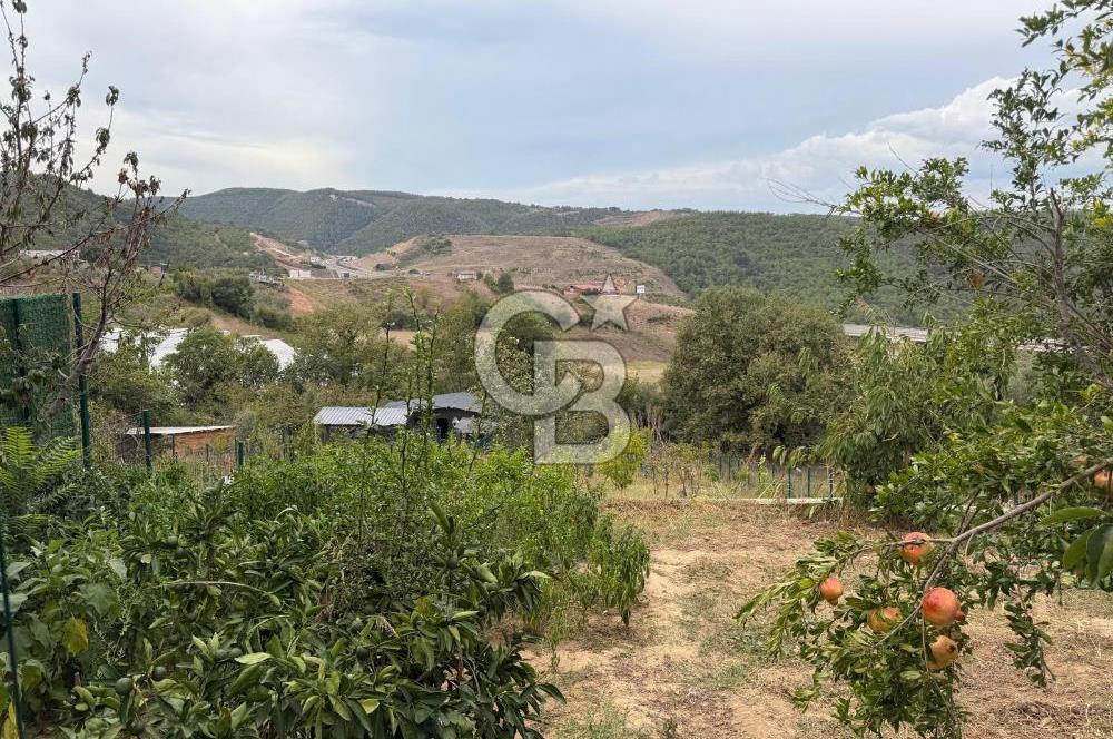 YALOVA ALTINOVA TAVŞANLIDA 840M2 ARSA İÇİNDE SATILIK MÜSTAKİL EV