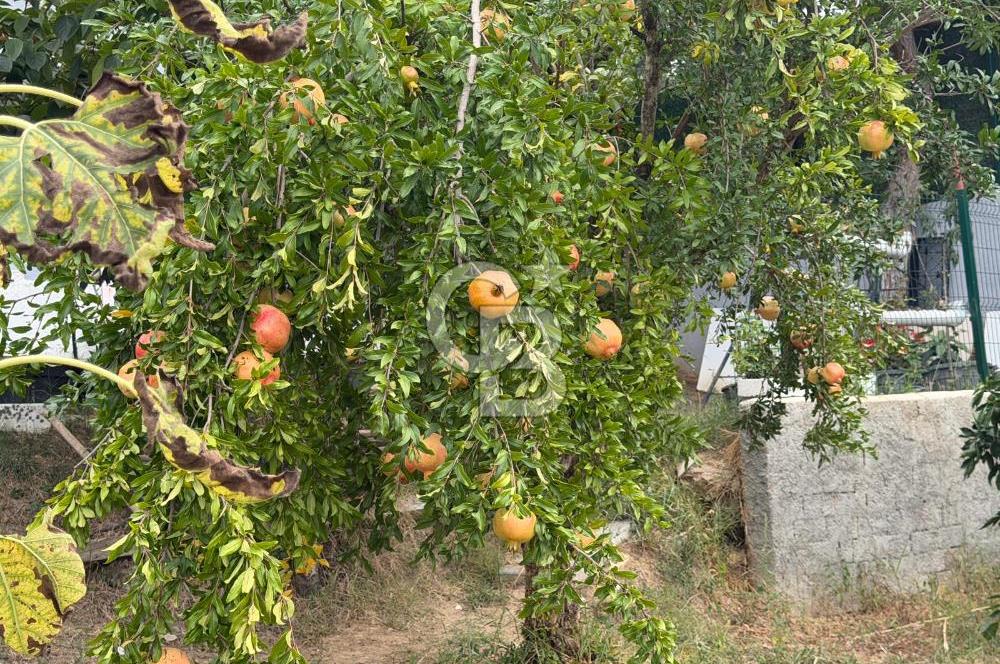YALOVA ALTINOVA TAVŞANLIDA 840M2 ARSA İÇİNDE SATILIK MÜSTAKİL EV