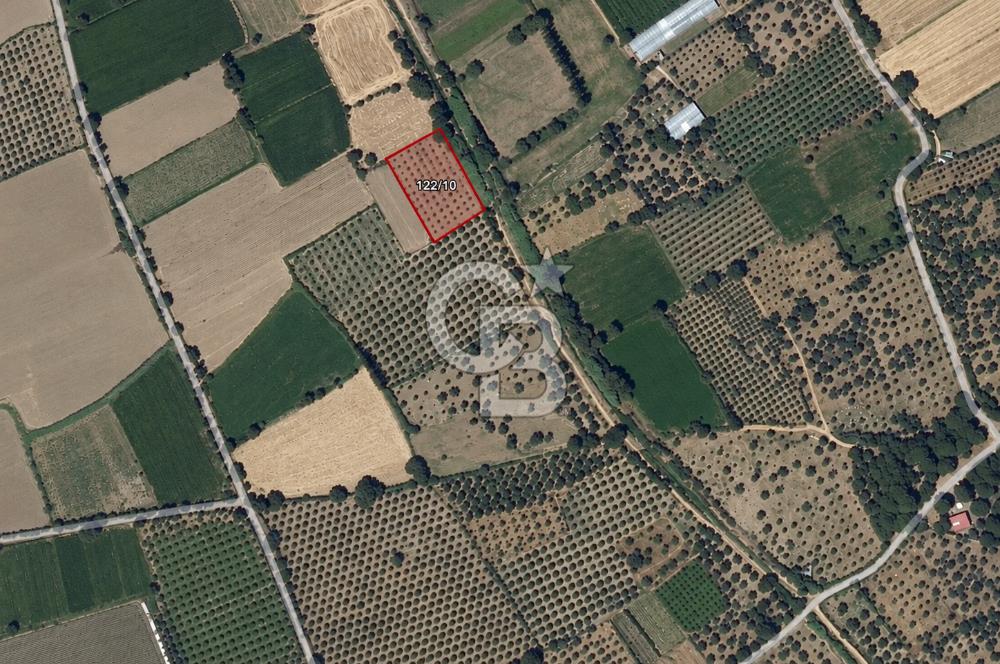 Burhaniye Kızıklıda 2.941 m² Bakımlı Satılık Zeytinlik