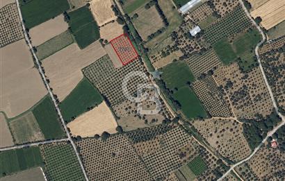 Burhaniye Kızıklıda 2.941 m² Bakımlı Satılık Zeytinlik